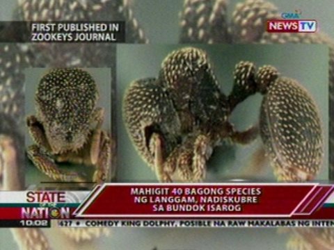 Mahigit 40 bagong species ng langgam, nadiskubre sa bundok ng Isarog