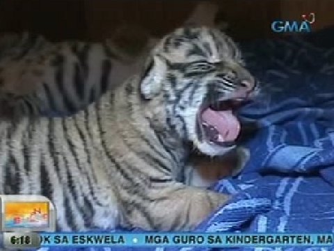 ngayon sa Crocodile Park sa Davao City | Unang Balita | GMA News