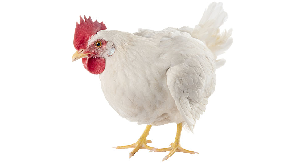 DOH On Heightened Alert Amid Bird Flu Outbreak In Pampanga Philippine 