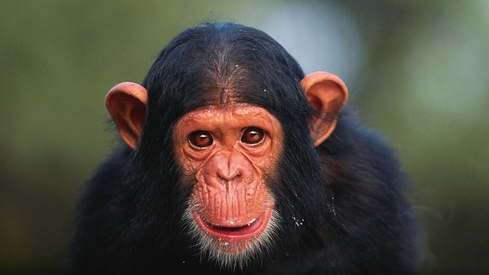 baby chimpanzee baby chimpanzee