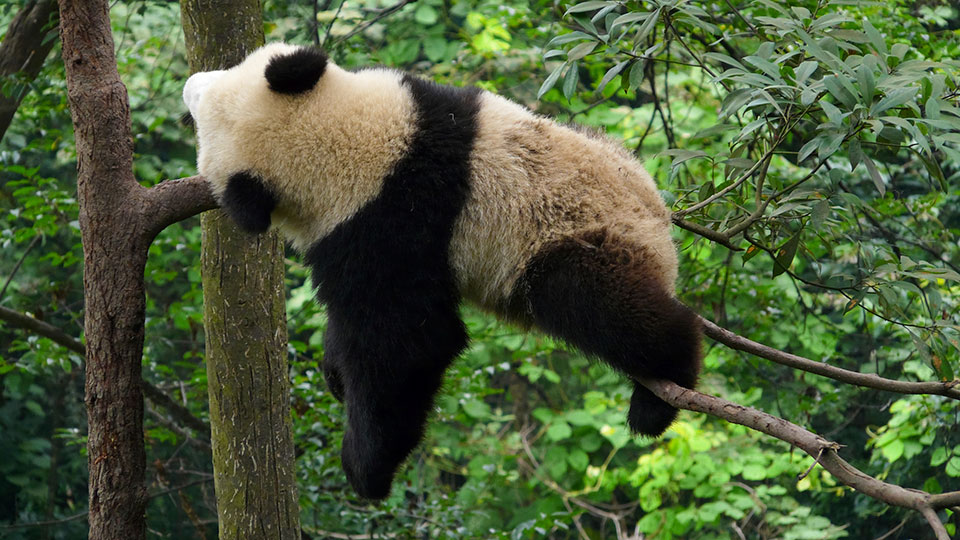 panda_bear_sleeping_2015_08_13_11_21_03.jpg