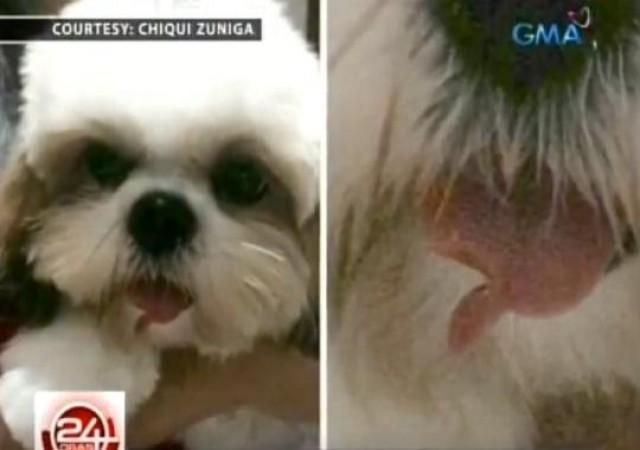paano mag alaga ng shih tzu
