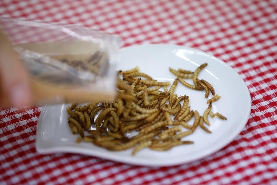 South Korea looks to generate buzz for edible insects GMA News Online