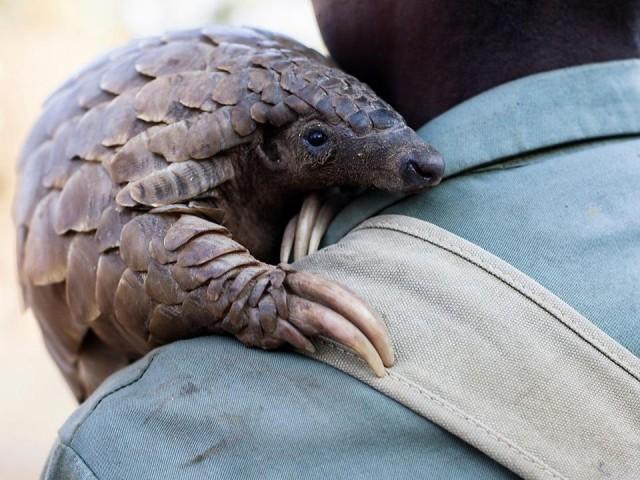 Shy Pangolins Need World Spotlight To Survive