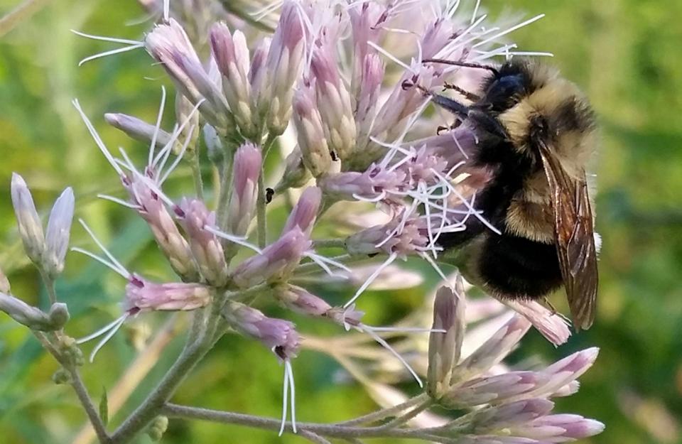 A rusty patched bumble bee which the US Fish and Wildlife Service proposed listing for federal protection as an endangered species is pictured in Madison, Wisconsin, U.S. August 7, 2015. Photo courtesy of Rich Hatfield/Handout via REUTERS