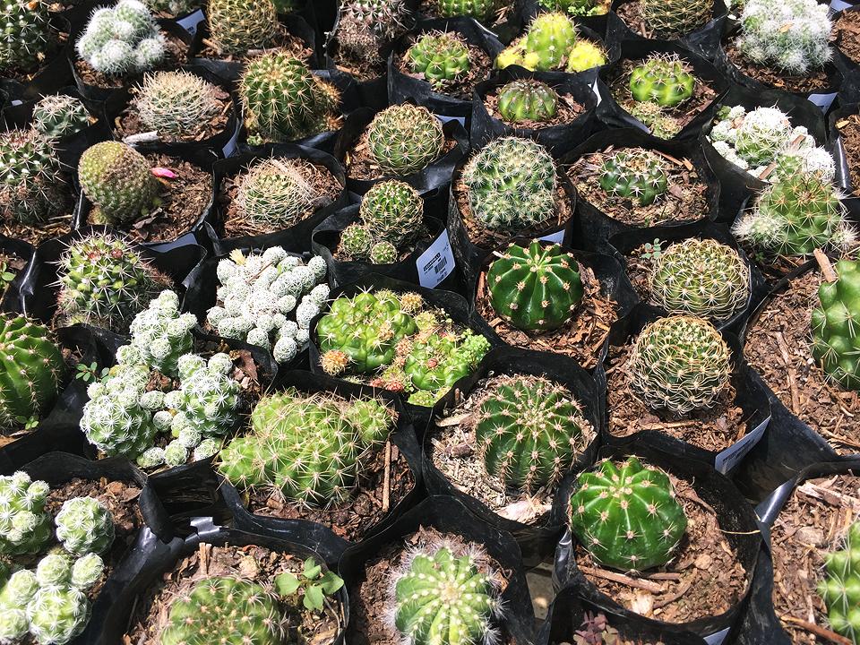 Global warming: Even cacti can't take the heat, study says | GMA News Online