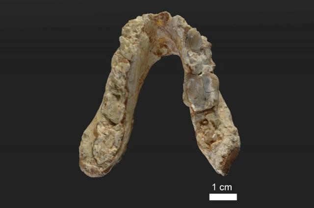 The lower jaw of the 7.175 million year old Graecopithecus freybergi (El Graeco) from Pyrgos Vassilissis, Greece is shown in this handout provided May 19, 2017. Courtesy of Wolfgang Gerber, University of TÃ¼bingen/Handout via REUTERS