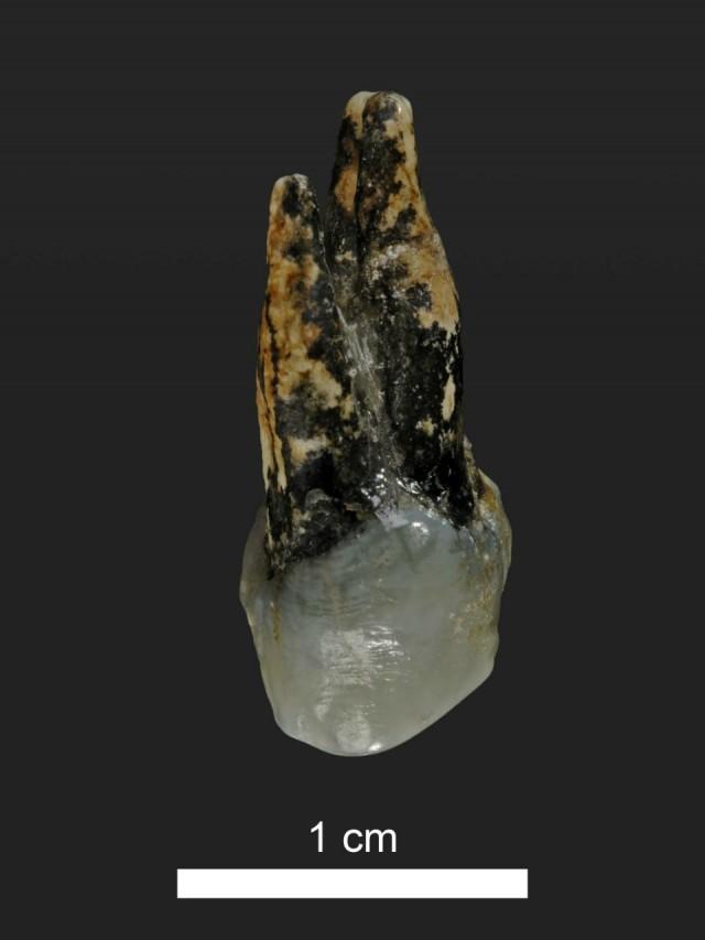 A 7.24 million year old upper premolar of Graecopithecus from Azmaka, Bulgaria is shown in this handout provided May 19, 2017. Courtesy of Wolfgang Gerber, University of TÃ¼bingen/Handout via REUTERS