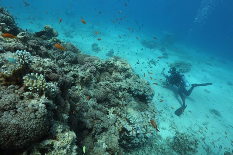 A scuba diver checks coral reefs in the Red Sea off the southern Israeli resort city of Eilat on June 12, 2017. Global warming has in recent years caused colourful coral reefs to bleach and die around the world -- but not in the Gulf of Eilat, or Aqaba, part of the northern Red Sea. At the Interuniversity Institute for Marine Sciences in southern Israeli resort city Eilat, dozens of aquariums have been lined up in rows just off the Red Sea shore containing samples of local corals. MENAHEM KAHANA / AFP