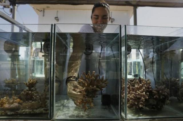 Jessica Bellsworthy, a PhD student conducting research on the coral reefs of the Gulf of Eilat, holds a coral in an aquarium at the Interuniversity Institute for Marine Sciences in Eilat on June 12, 2017. MENAHEM KAHANA / AFP