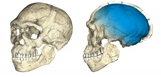 Two views of a composite reconstruction of the earliest known Homo sapiens fossils from Jebel Irhoud in Morocco, based on micro computed tomographic scans of multiple original fossils, are shown in this undated handout photo obtained by Reuters June 7, 2017. Dated to 300,000 years ago these early Homo sapiens already have a modern-looking face that falls within the variation of humans living today. However, the archaic-looking virtual imprint of the braincase (blue) indicates that brain shape, and possibly brain function, evolved within the Homo sapiens lineage. Philipp Gunz, MPI EVA Leipzig/Handout via REUTERS