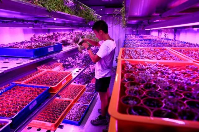 Citizen Farm head of farmers Darren Ho inspects an indoor hydroponic growing system at an urban farm in Singapore May 30, 2017. Picture taken May 30, 2017. REUTERS/Thomas White