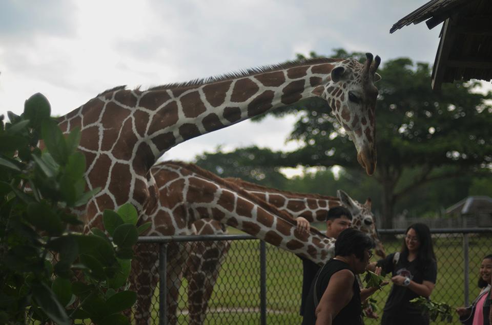 Giraffes at Caluit.