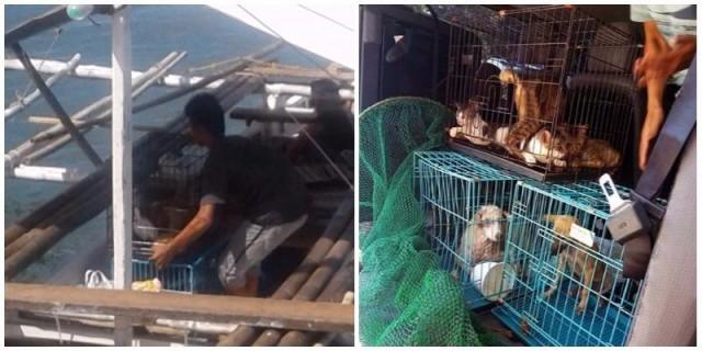 Rescued animals in their cages, making their way to safety on the boat