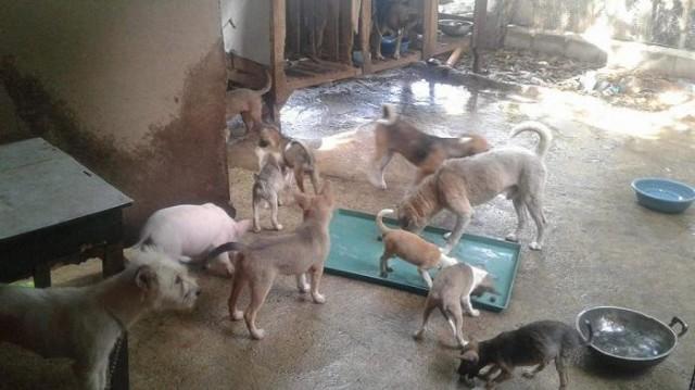 The animal shelter in Ozamiz