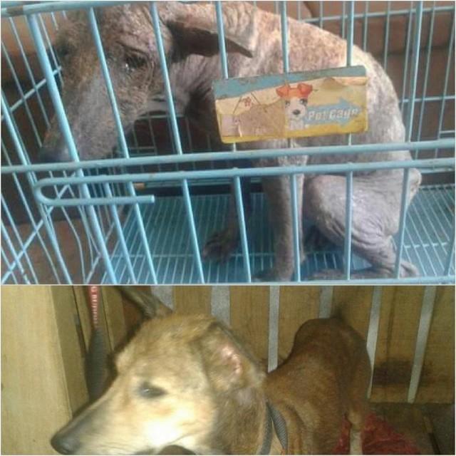 Above photo: Poppy right after rescue. Below photo: Poppy after a month in the Garcias' care 