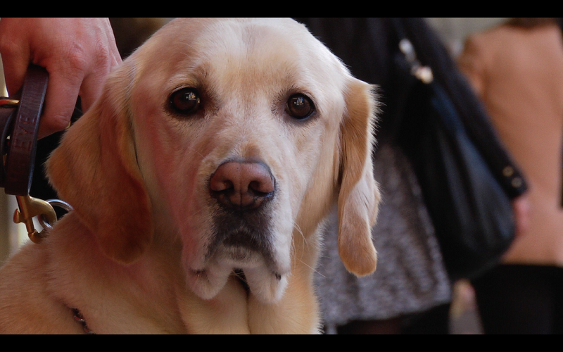 Everything Pinoys Need To Know About Assistance Dogs Gma News Online