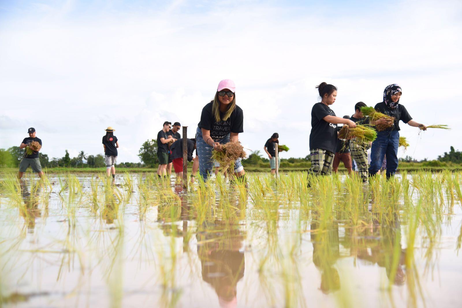 Journalists across Southeast Asia plant sang yod rice paddies as part of the activities of the ASEAN Travel Journo Camp organized by the Thai Journalists Association in partnership with Thai AirAsia. Photo: Supawas Inthip/Thai AirAsia. 