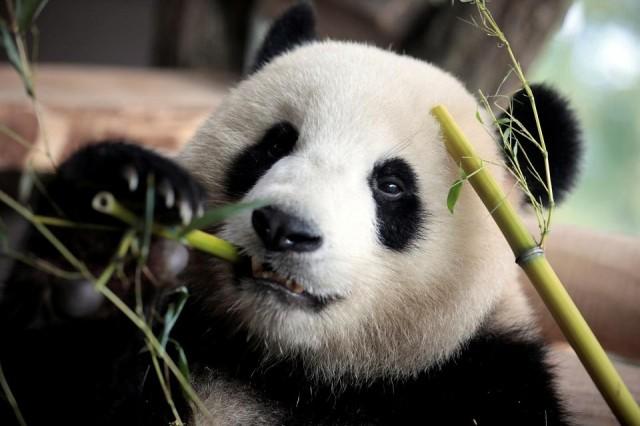 Meng Meng, one of the two giant Chinese panda bears, is seen at the Zoo in Berlin, Germany July 5, 2017. REUTERS/Axel Schmidt/File Photo