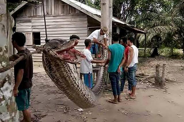 This handout picture taken on September 30, 2017 and released on October 4, 2017 by the Batang Gansal Police shows villagers beside a 7.8-meter (25.6 foot) long python which was killed after it attacked an Indonesian man, nearly severing his arm, in the remote Batang Gansal subdistrict of Sumatra island. Hungry locals later killed the snake and displayed its carcass in the village before dicing it up, frying it and feasting on it. AFP PHOTO