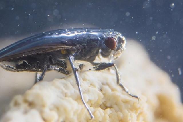 This handout photo courtesy of Floris van Breugel/Caltech obtained November 20, 2017 shows an alkali fly as it creates a protective bubble in order to dive in California's super-salty Mono Lake. The fly, once celebrated by novelist Mark Twain, has learned to thrive by building its own bubble and diving beneath the surface to eat and lay eggs. Floris van Breugel/Caltech/AFP