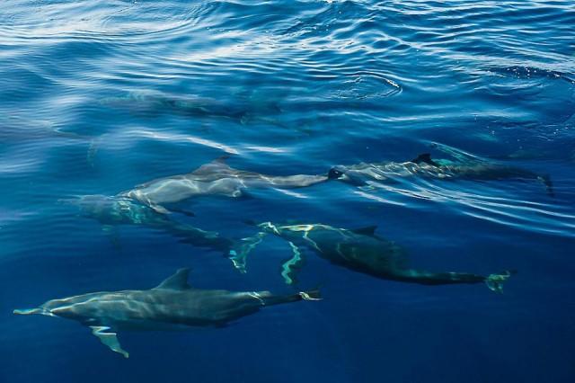 Spinner dolphins are seen as they approach a boat carrying tourists in TaÃ±on Strait in this photo taken September 16, 2017. Photo: Danny Ocampo/Oceana Philippines