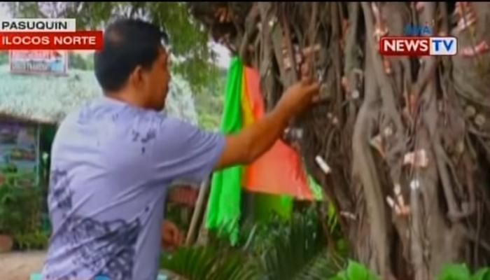 Puno Ng Balete Mistulang Namumunga Ng Pera Philippine News 