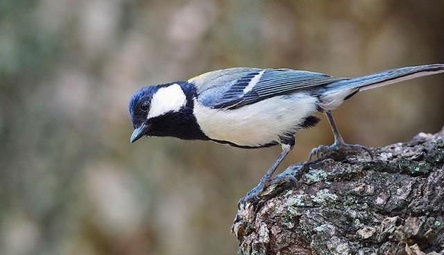 A Japanese tit (Parus minor) looking for snakes when hearing specific alarm calls. Photo: Kyoto University/Toshitaka Suzuki