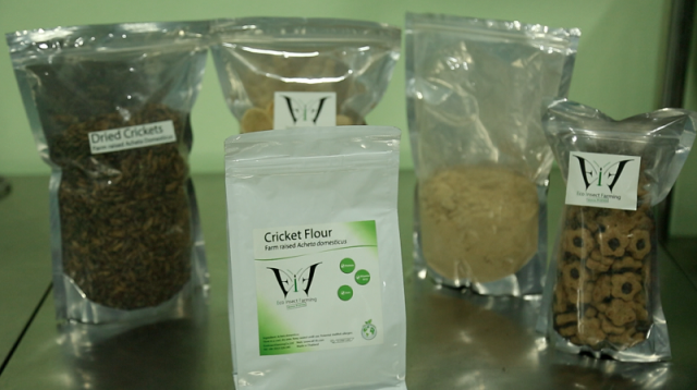 Thailand is exporting cricket powder that's being used in energy bars, cookies, and even pasta noodles