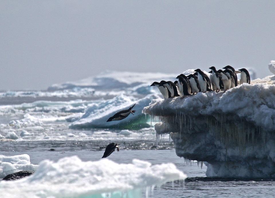 This undated handout photograph released by Stony Brook University/ Louisiana State University on March 2, 2018, shows AdÃ©lie penguins leaping off an iceberg at Danger Islands, Antarctica. A thriving "hotspot" of some 1.5 million Adelie penguins has been discovered on the remote Danger Islands in the east Antarctic, surprised scientists announced on March 2, 2018. Rachael Herman/Stony Brook University/AFP