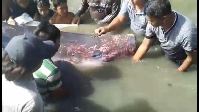 A veterinarian is shown treating the numerous wound on the 9-foot dwarf sperm whale. PHOTO BY Kabalikat Civicom Calauag/DENR