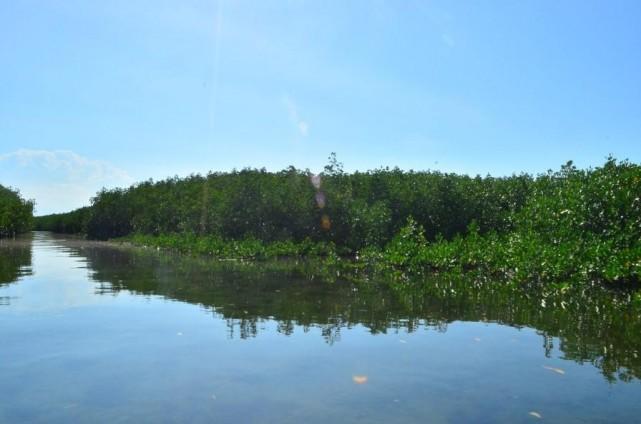 Residents of Nasingin considers their mangrove forest as a treasure