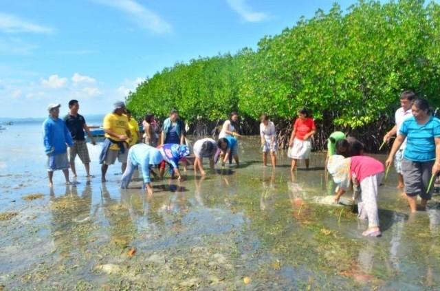 Residents of Nasingin Island planting mangroves during low tide