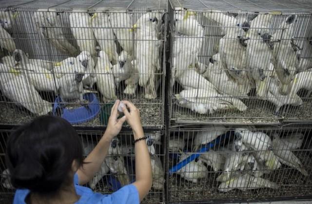 A staff of Ninoy Aquino Parks and Rescue Center feeds rescued sulphur-crested cockatoos on a cage in Manila on March 13, 2018. Environment authorities have seized hundreds of birds and marsupials stuffed in cramped cages in one of the country's largest hauls of live animals destined for the pet trade, officials said NOEL CELIS / AFP 