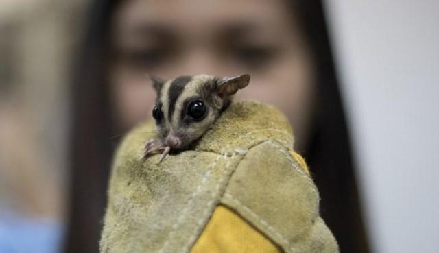 A staff of Ninoy Aquino Parks and Rescue Center holds a rescued sugar glider in Manila on March 13, 2018. NOEL CELIS / AFP
