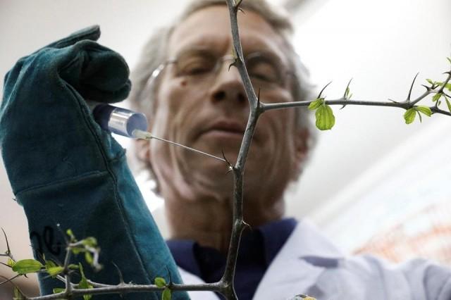 Dr. Shabtai Cohen holds a water syringe to a thorny branch of the Christ's Thorn Jujube tree in his laboratory at the Volcani Agricultural Research Center in Beit Dagan, Israel, March 8, 2018. REUTERS/Amir Cohen