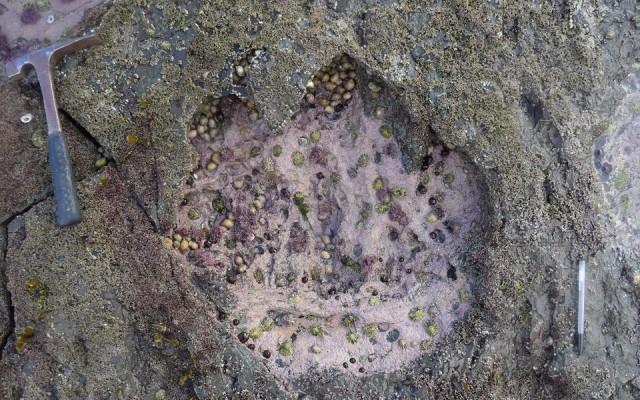 A sauropod footprint discovered at Brothers' Point on the Isle of Skye in Scotland is seen in this undated photograph supplied by Edinburgh University on April 2, 2018. Paige dePolo/Edinburgh University/Handout via REUTERS