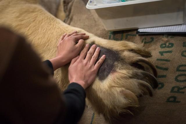 Inuka, Singapore's first born and bred polar bear undergoes a final check up at the Singapore zoo before it was put down April 25, 2018. Wildlife Reserves Singapore/Handout via REUTERS