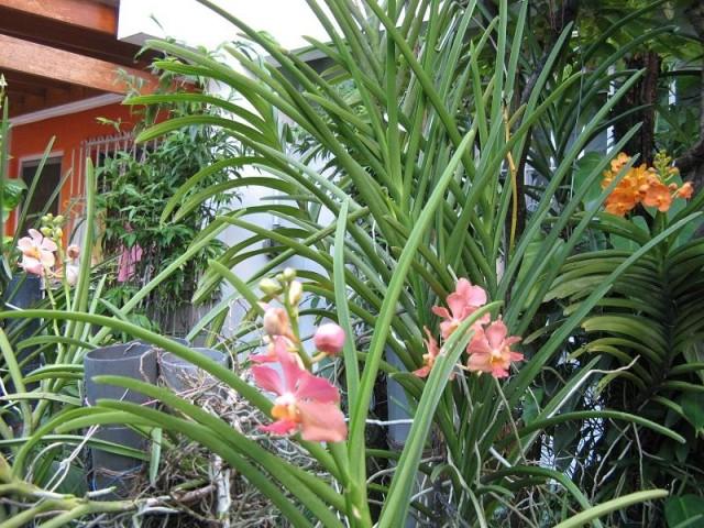 Mother finally had a garden, and pride and joy were her orchids