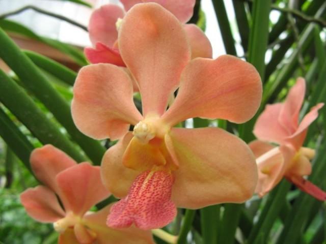 The orange vandas that bloomed two years after mother bought them.