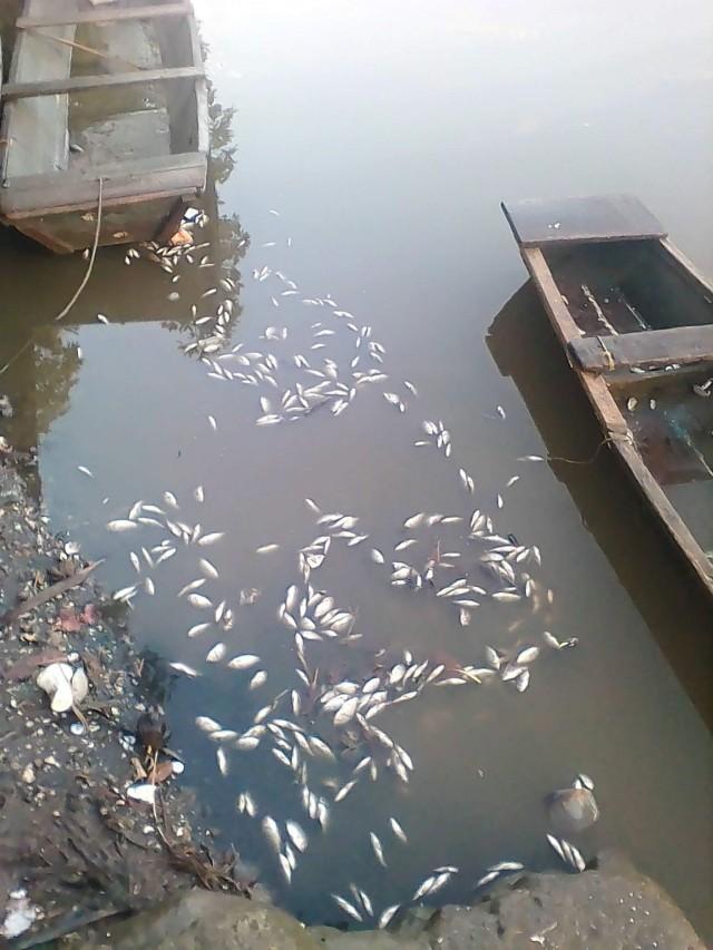 A portion of the river at Pontevedra town in Negros Occidental with dead fishes allegedly caused by the pollution brought by the collapsed dam of sugar mill. PHOTO BY Romy ParreÃ±o