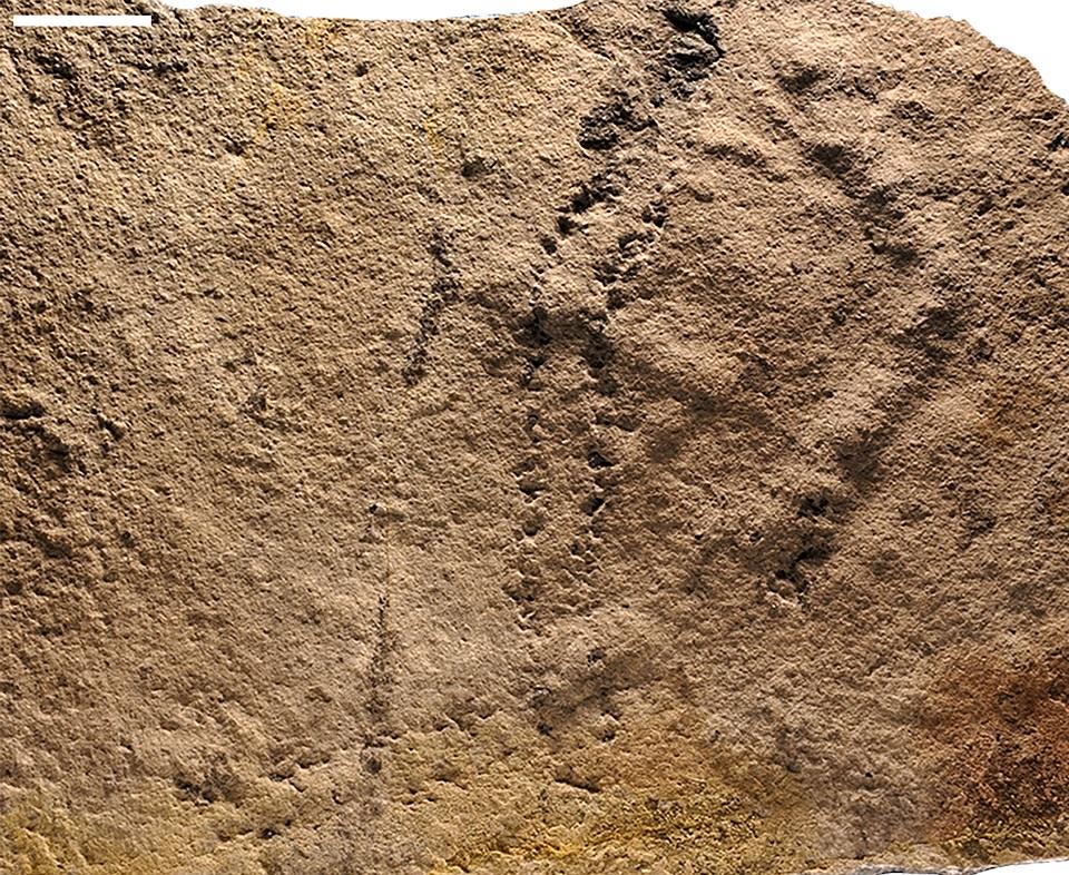 This image courtesy of Zhe Chen and Shuhai Xiao and released by Virginia Tech University on June 6, 2018 shows the earliest known footprints left by an animal on Earth. They were uncovered in China and date back some 541 million years. HO/Virginia Tech University/AFP