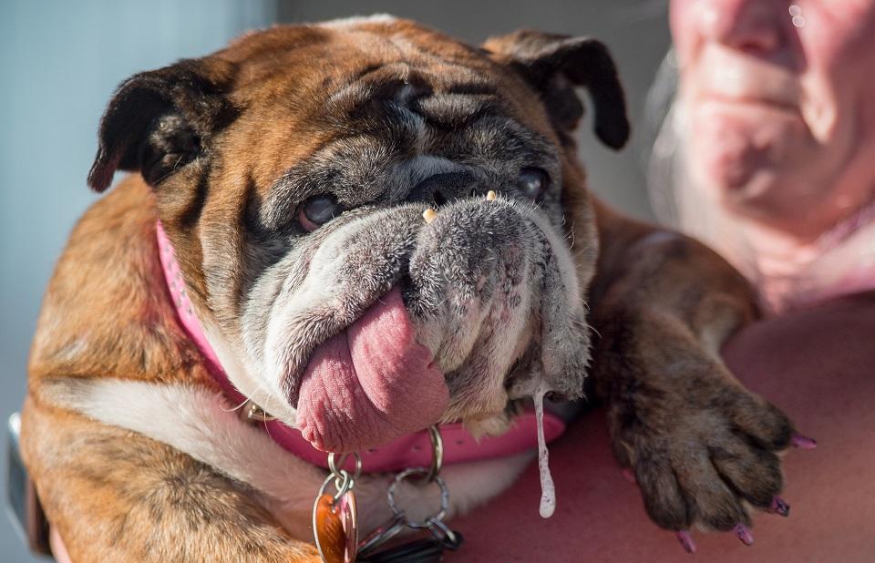 Zsa Zsa, an English bulldog, drools while competing in The World's Ugliest Dog Competition in Petaluma, north of San Francisco, California on June 23, 2018. Josh Edelson/AFP