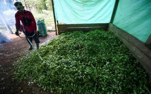In this file photo taken on September 25, 2017 a farmer processes coca leaves to make cocaine base paste in a "cambullon" (small lab to produce cocaine base paste) in a clandestine farm next to the Inirida River, Guaviare department, Colombia. Raul Arboleda / AFP