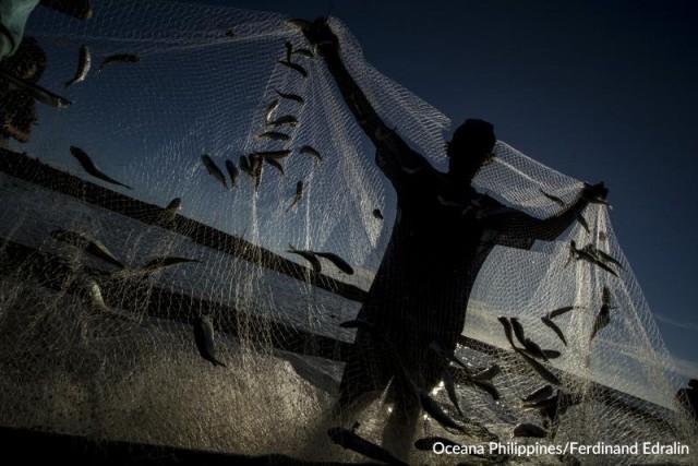 A fisherman surveys his catch in Madridejos, Cebu. The strait is also a very important fishing ground. Photo: Ferdinand Edralin/Oceana Philippines