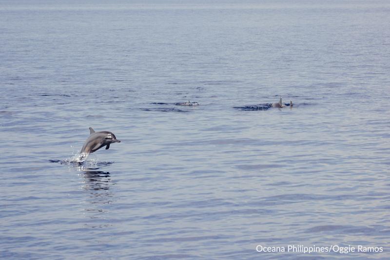 Dolphins are seen in Tañon Strait in the waters off Bais, Negros Oriental. The strait lies between the islands of Negros and Cebu in the Visayas. Photo: Oggie Ramos/Oceana Philippines