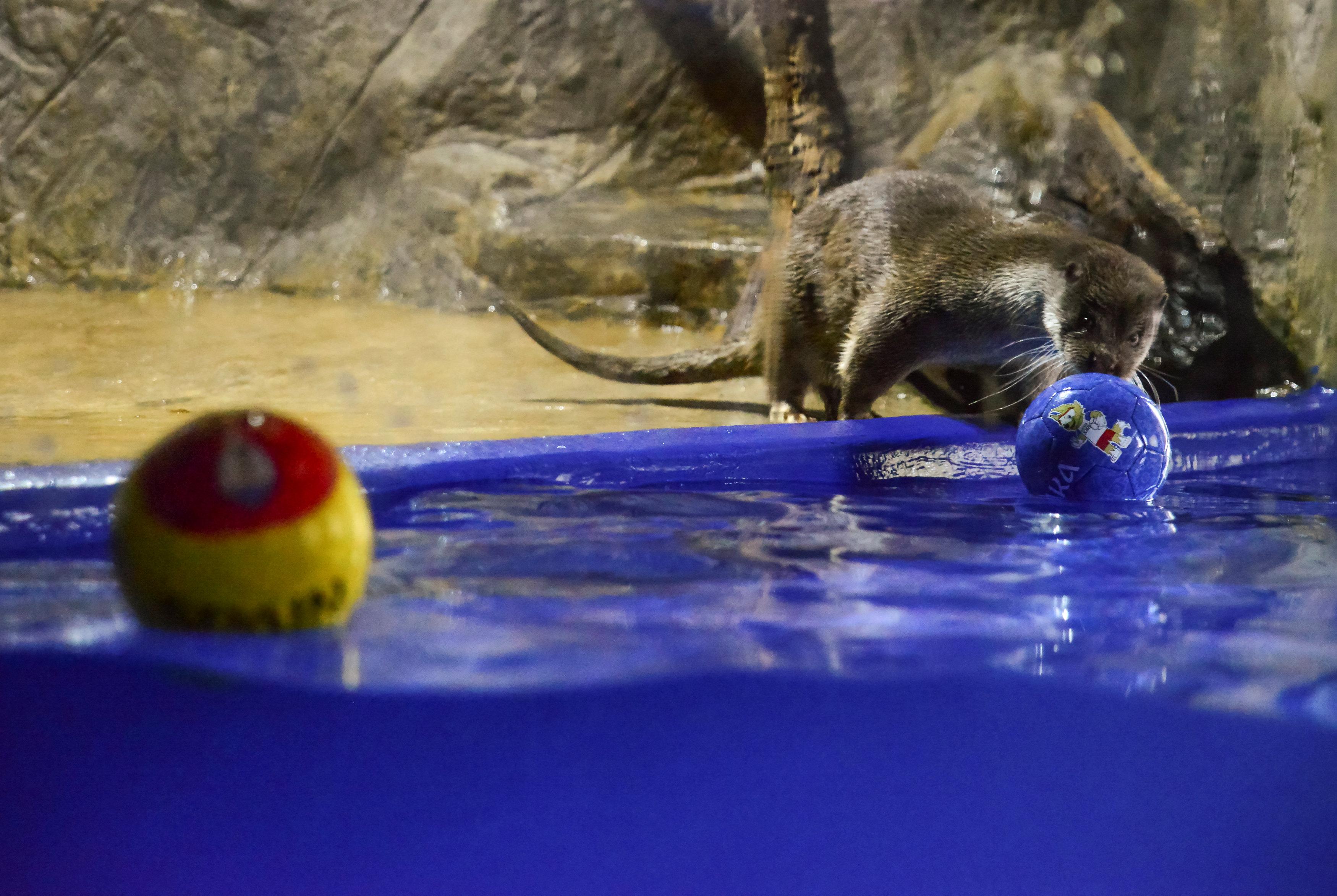 Harry, an oracle otter, sniffs a ball labelled with FIFA World Cup teams signs at the Zoo in Sochi, Russia, June 20, 2018. REUTERS/Evgeny Reutov