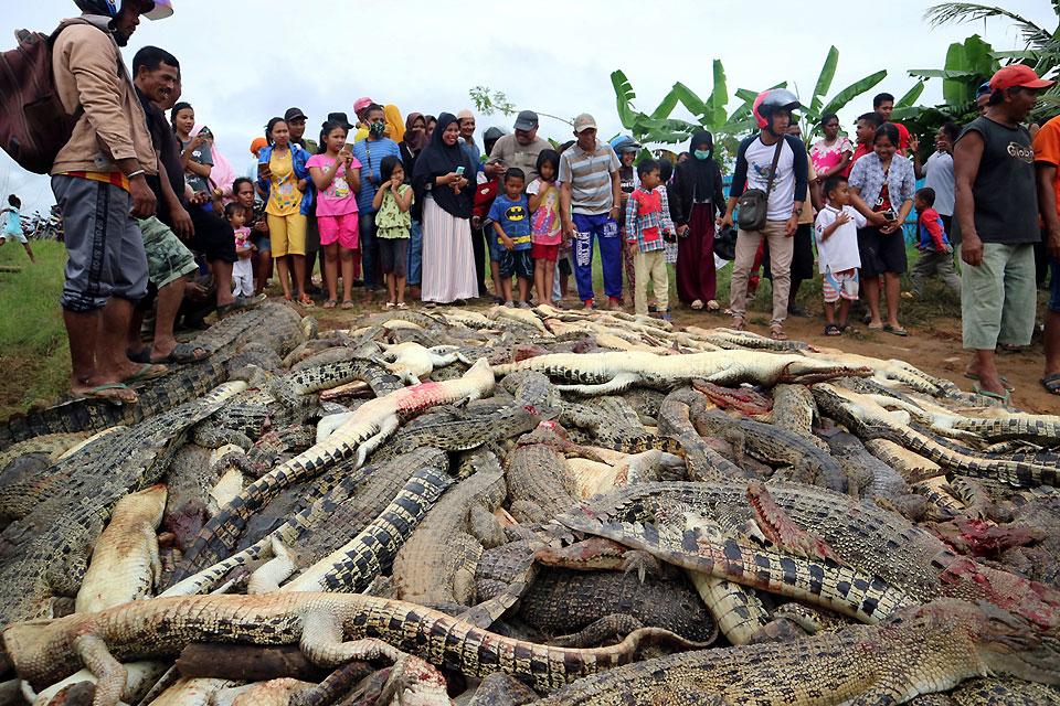 Local residents look at the carcasses of hundreds of crocodiles from a farm after they were killed by angry locals following the death of a man who was killed in a crocodile attack in Sorong regency, West Papua, Indonesia on Saturday, July 14, 2018. Antara Foto/Olha Mulalinda /via Reuters 