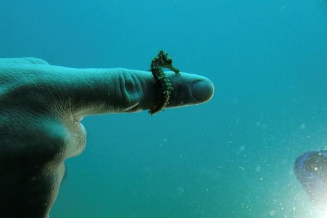 A seahorse is wrapped on a diver's finger during a dive in the village of Stratoni near Chalkidiki, Greece, July 16, 2018. Picture taken July 16, 2018. REUTERS/Idyli Tsakiri