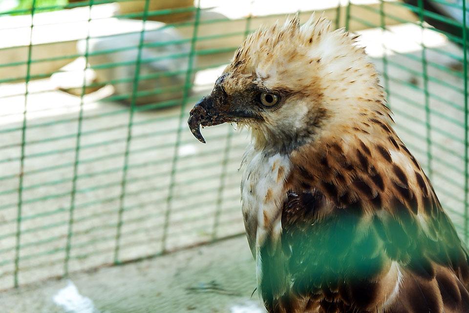 A Pinsker's Hawk Eagle, with at least 1,000 species in the wild, is rescued in the hinterlands of Sen. Ninoy Aquino, Sultan Kudarat, on Sunday, August 26, 2018.PHOTO BY Amiel Cagayan